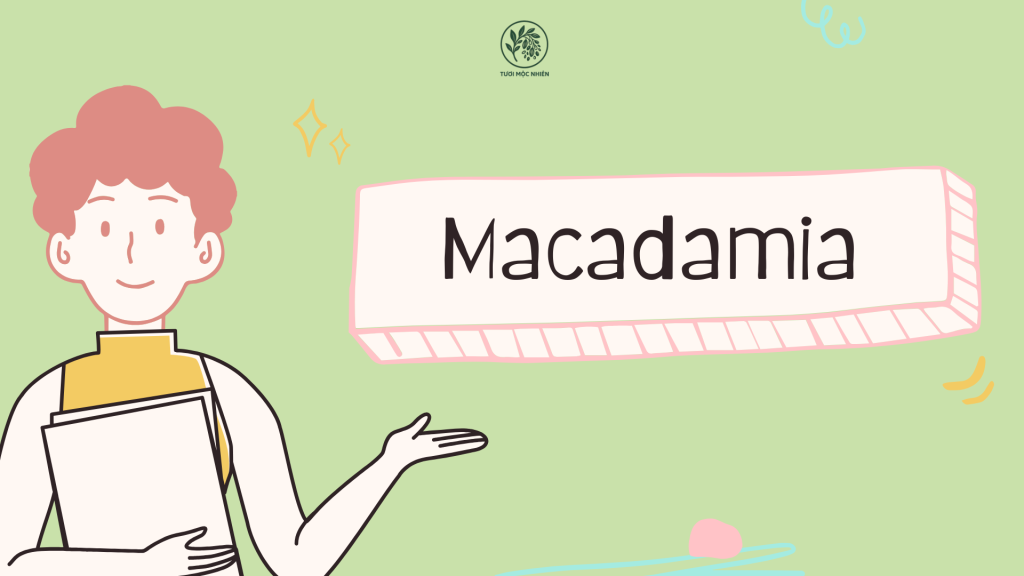 hạt macca tiếng anh