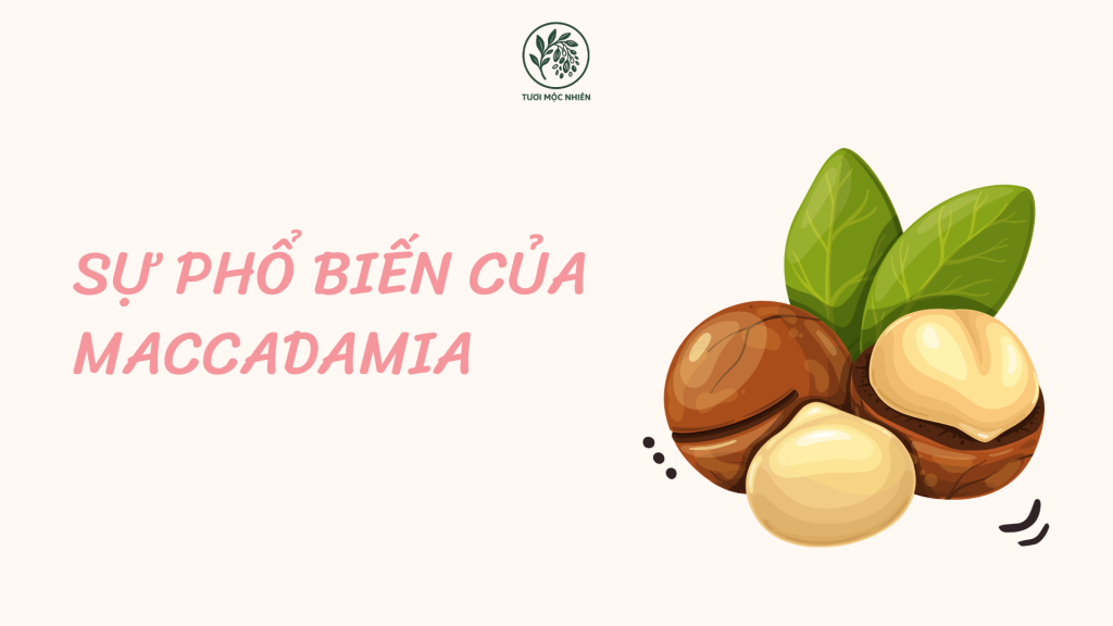 hạt macca tiếng anh